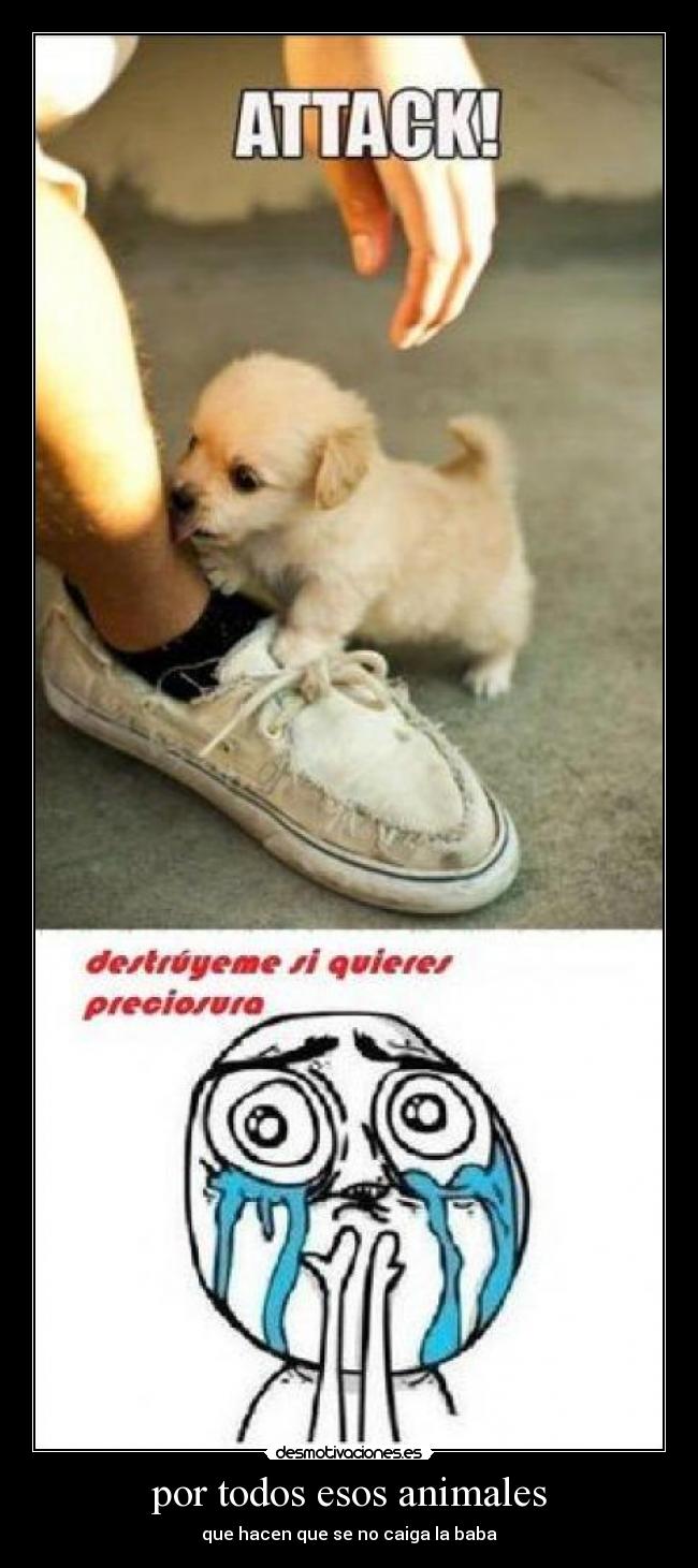 carteles animales pauliikawaii desmotivaciones