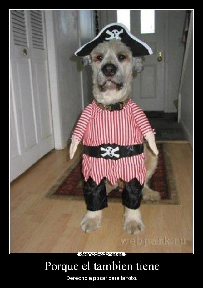 carteles moxis desmotivaciones