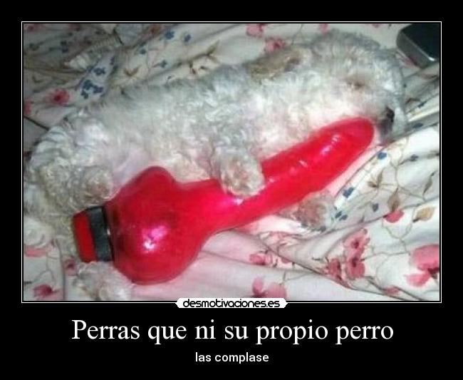Perras que ni su propio perro - las complase