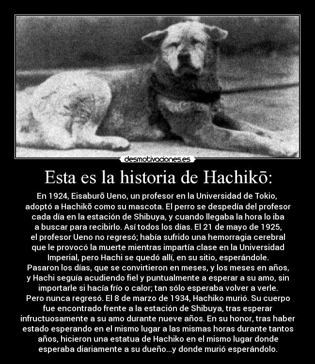 Esta es la historia de Hachikō: - En 1924, Eisaburō Ueno, un profesor en la Universidad de Tokio,
adoptó a Hachikō como su mascota. El perro se despedía del profesor
cada día en la estación de Shibuya, y cuando llegaba la hora lo iba
a buscar para recibirlo. Así todos los días. El 21 de mayo de 1925,
el profesor Ueno no regresó; había sufrido una hemorragia cerebral
que le provocó la muerte mientras impartía clase en la Universidad
Imperial, pero Hachi se quedó allí, en su sitio, esperándole.
Pasaron los días, que se convirtieron en meses, y los meses en años,
y Hachi seguía acudiendo fiel y puntualmente a esperar a su amo, sin
importarle si hacía frío o calor; tan sólo esperaba volver a verle.
Pero nunca regresó. El 8 de marzo de 1934, Hachiko murió. Su cuerpo
fue encontrado frente a la estación de Shibuya, tras esperar
infructuosamente a su amo durante nueve años. En su honor, tras haber
estado esperando en el mismo lugar a las mismas horas durante tantos
años, hicieron una estatua de Hachiko en el mismo lugar donde
esperaba diariamente a su dueño...y donde murió esperándolo.