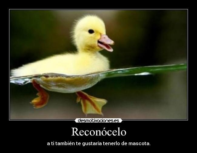 carteles musiclimon desmotivaciones