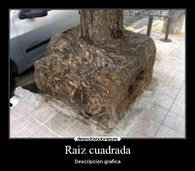 Raiz cuadrada - Descripción grafica