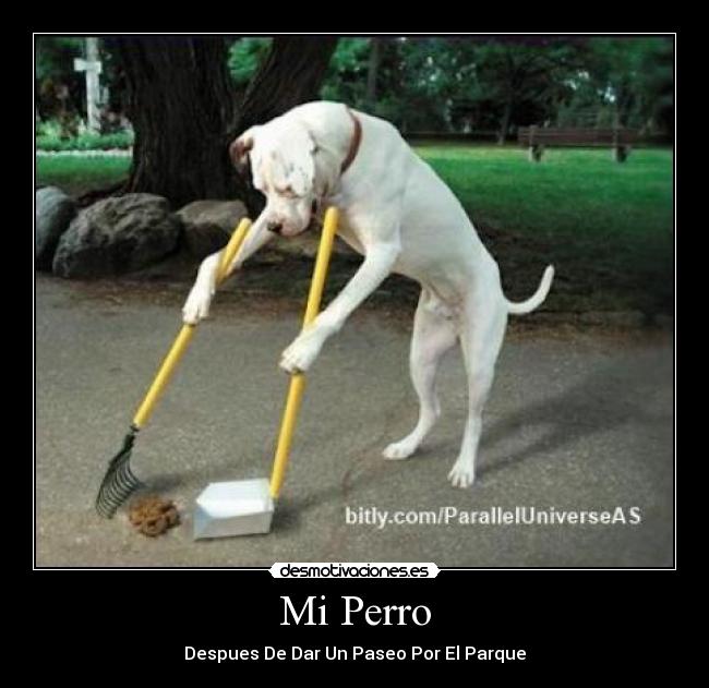 Mi Perro - Despues De Dar Un Paseo Por El Parque