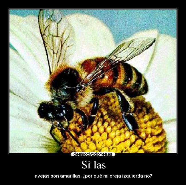 Si las - avejas son amarillas, ¿por qué mi oreja izquierda no?