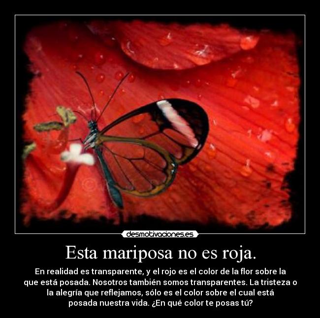 Esta mariposa no es roja. -