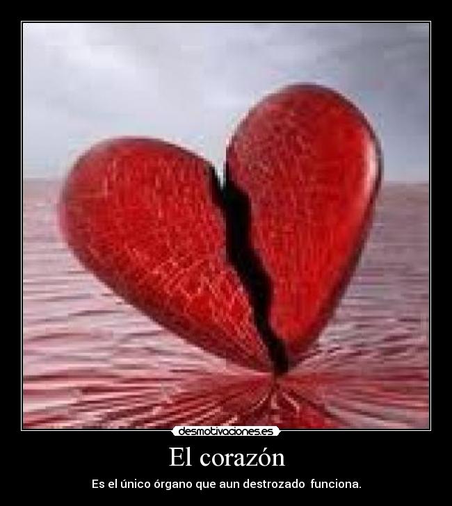 El corazón - Es el único órgano que aun destrozado funciona.