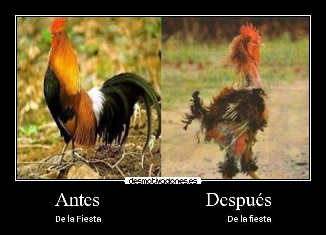 carteles rumbero desmotivaciones