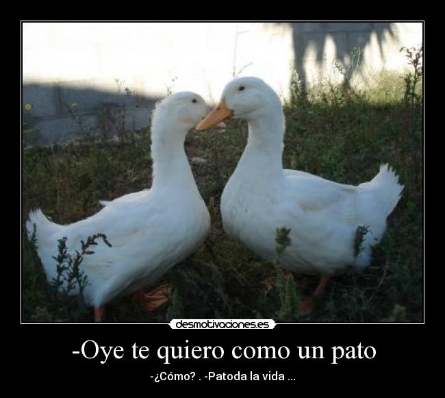 -Oye te quiero como un pato -