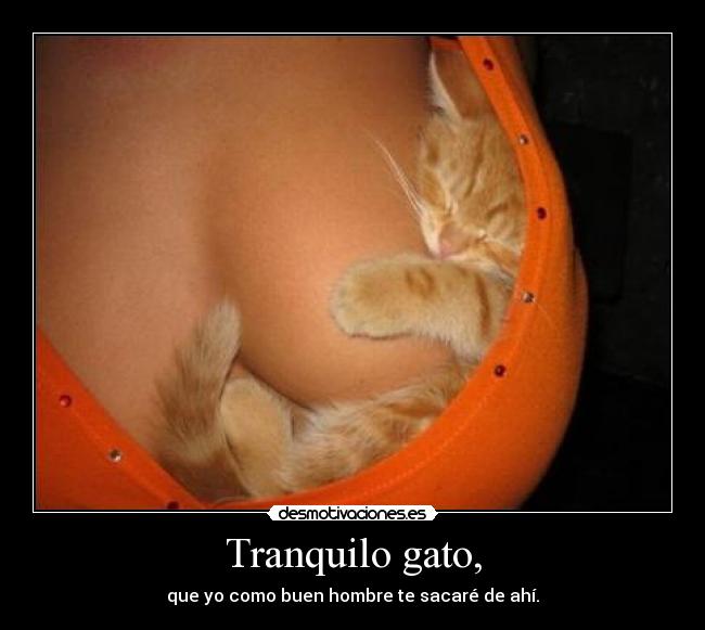 Tranquilo gato, - que yo como buen hombre te sacaré de ahí.