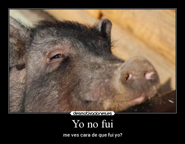 Yo no fui - me ves cara de que fui yo?