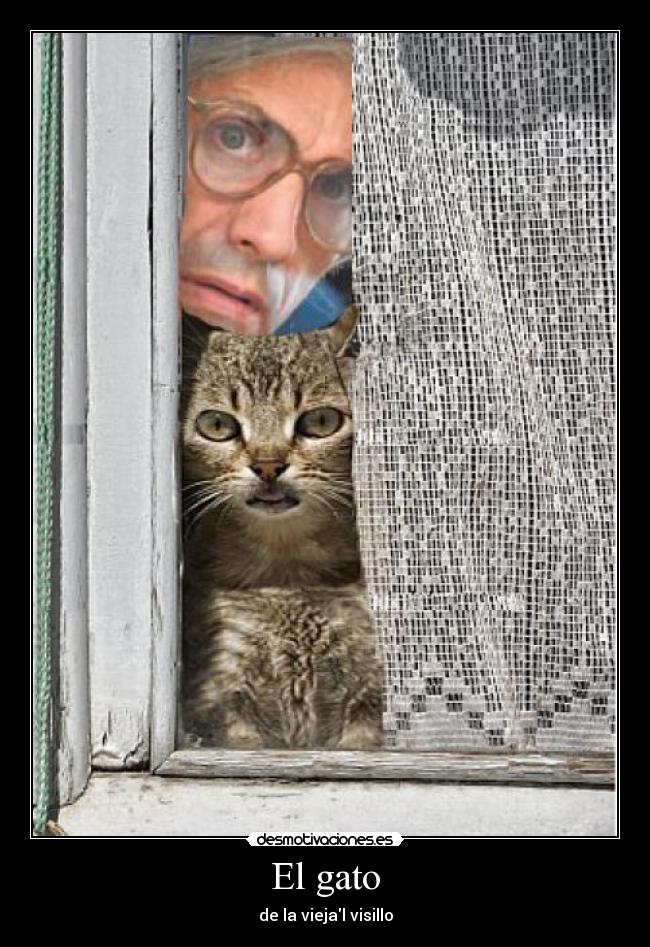 El gato - de la viejal visillo