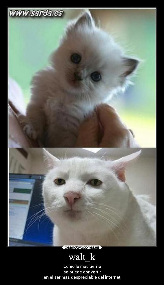 walt_k - como lo mas tierno
se puede convertir
en el ser mas despreciable del internet