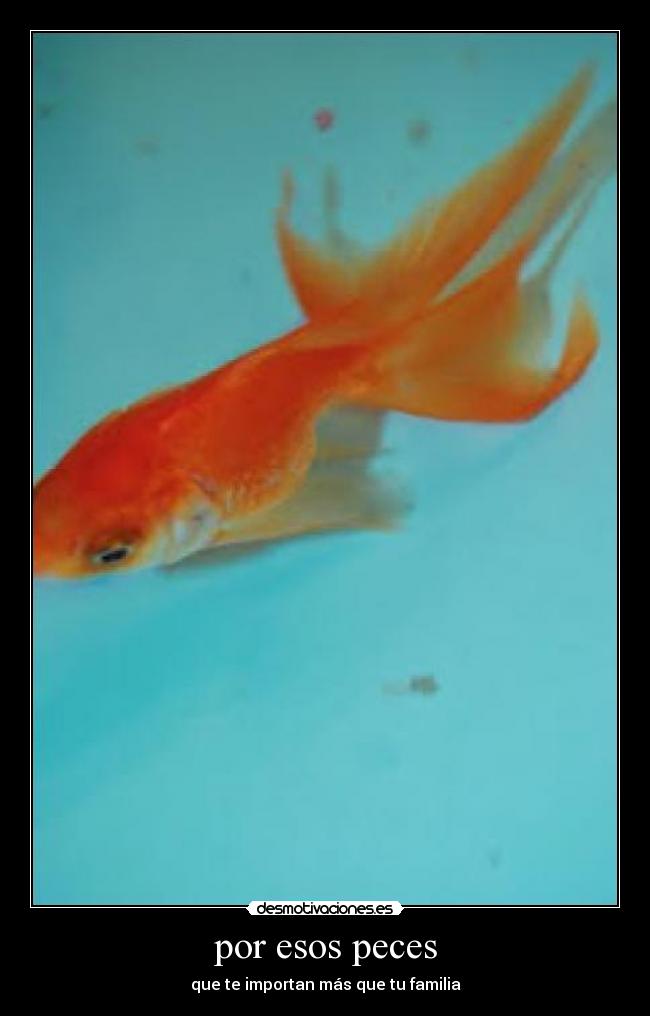 por esos peces - que te importan más que tu familia