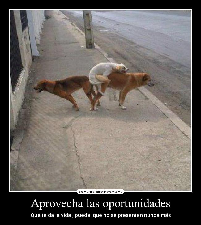 Aprovecha las oportunidades - Que te da la vida , puede que no se presenten nunca más