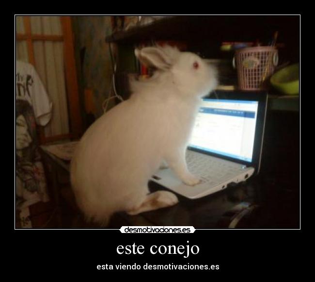 este conejo - esta viendo desmotivaciones.es