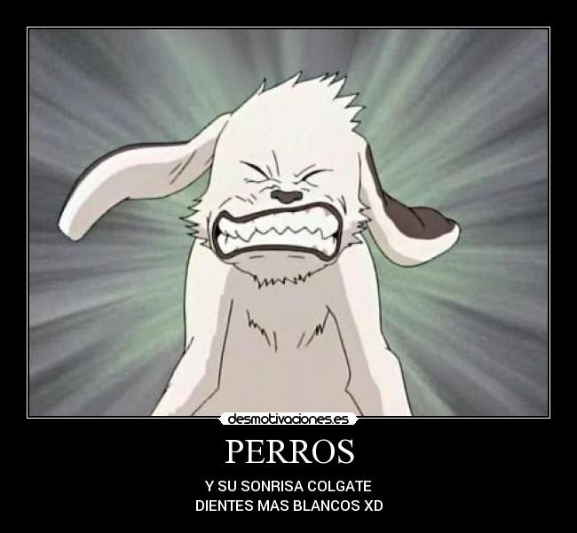 PERROS - 