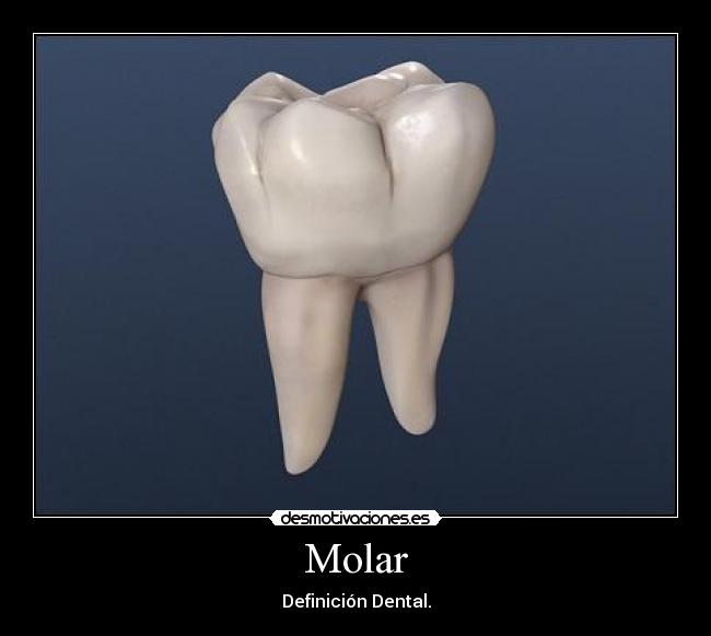 Molar - Definición Dental.