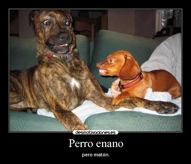 carteles perro enano desmotivaciones