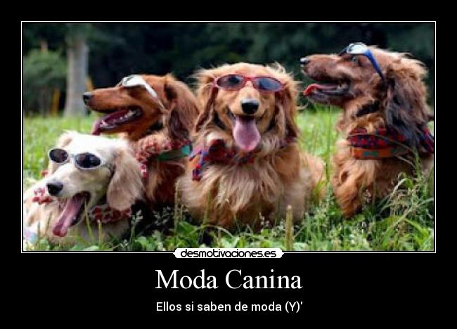 Moda Canina - Ellos si saben de moda (Y)