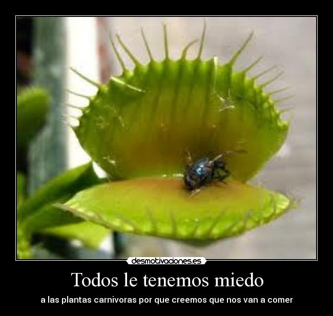 Todos le tenemos miedo - a las plantas carnivoras por que creemos que nos van a comer