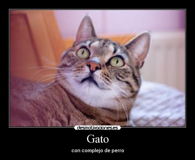 Gato - con complejo de perro