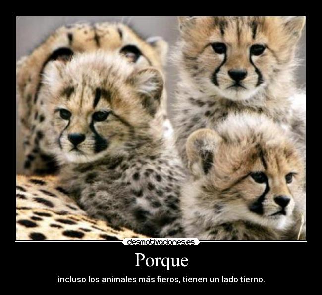 carteles ternura animal desmotivaciones