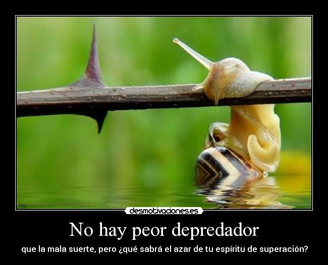 No hay peor depredador - que la mala suerte, pero ¿qué sabrá el azar de tu espíritu de superación?