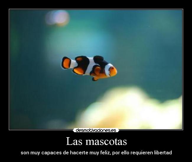 Las mascotas -