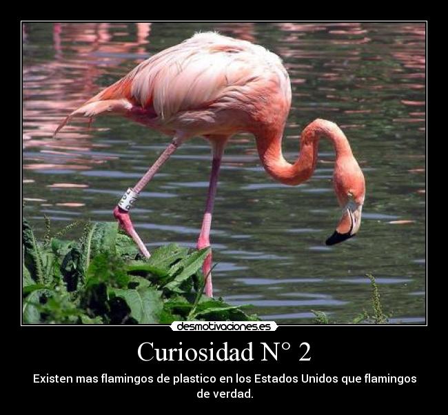 Curiosidad N° 2 - Existen mas flamingos de plastico en los Estados Unidos que flamingos de verdad.