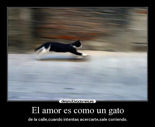 El amor es como un gato - de la calle,cuando intentas acercarte,sale corriendo.