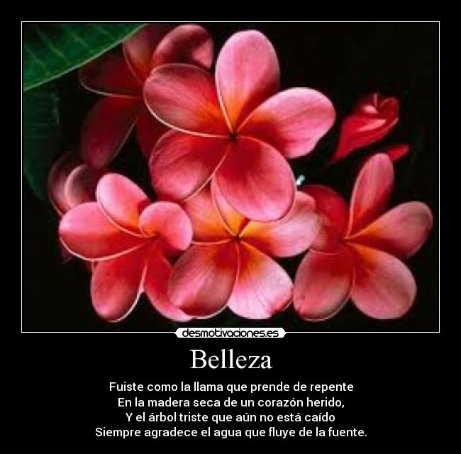 Belleza - Fuiste como la llama que prende de repente
En la madera seca de un corazón herido,
Y el árbol triste que aún no está caído
Siempre agradece el agua que fluye de la fuente.