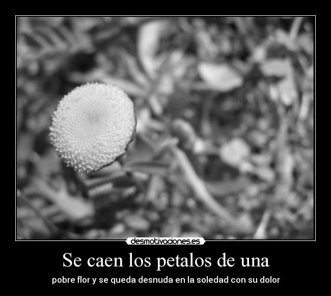 Se caen los petalos de una -