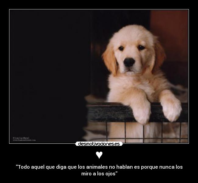 ♥ - Todo aquel que diga que los animales no hablan es porque nunca los
miro a los ojos