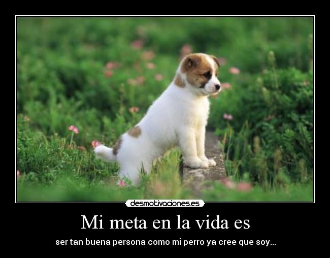 Mi meta en la vida es - ser tan buena persona como mi perro ya cree que soy...