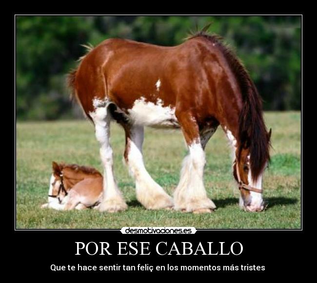 POR ESE CABALLO - Que te hace sentir tan feliç en los momentos más tristes