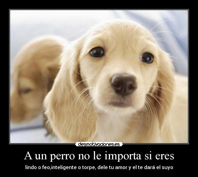 carteles perritos desmotivaciones
