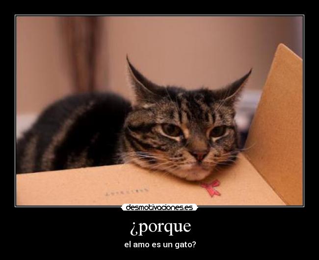 ¿porque - el amo es un gato?
