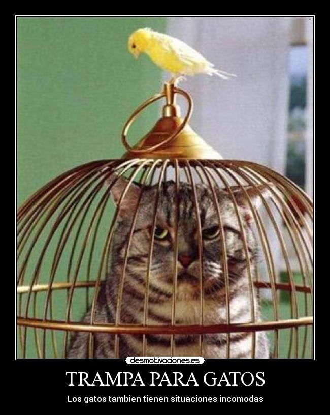 TRAMPA PARA GATOS - 