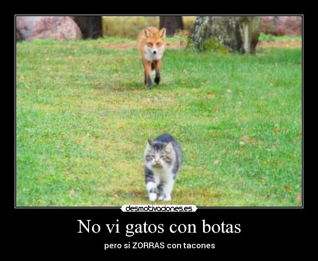 No vi gatos con botas - pero si ZORRAS con tacones