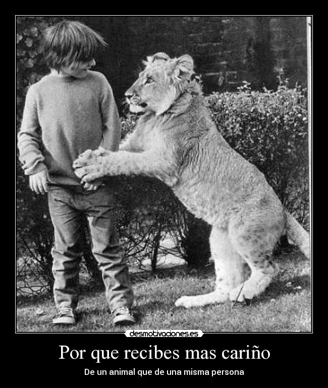Por que recibes mas cariño - De un animal que de una misma persona