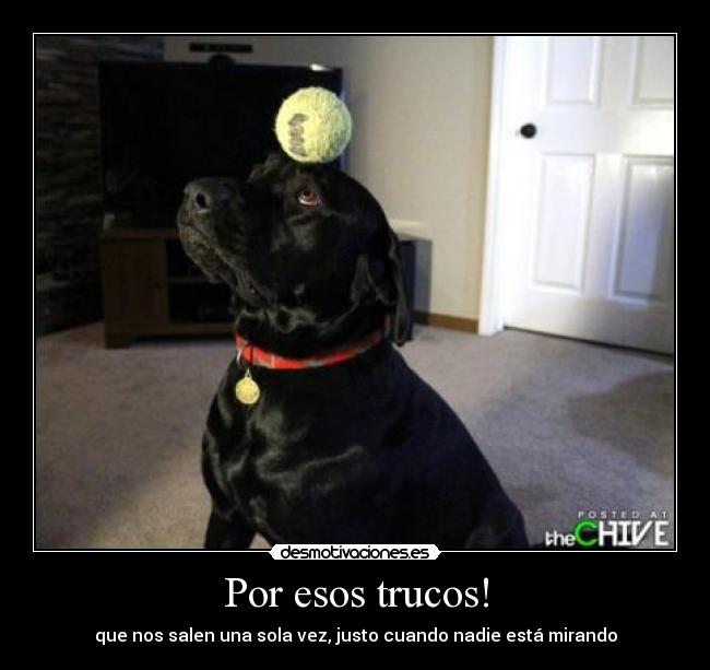 Por esos trucos! -