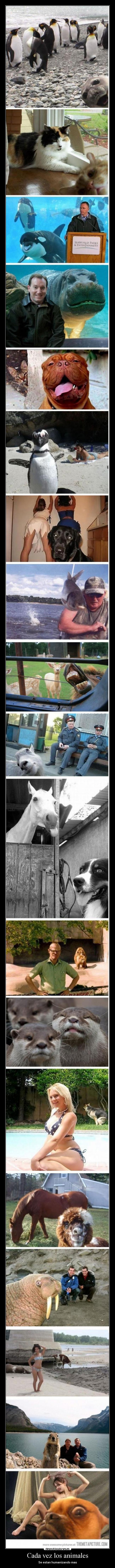 Cada vez los animales -