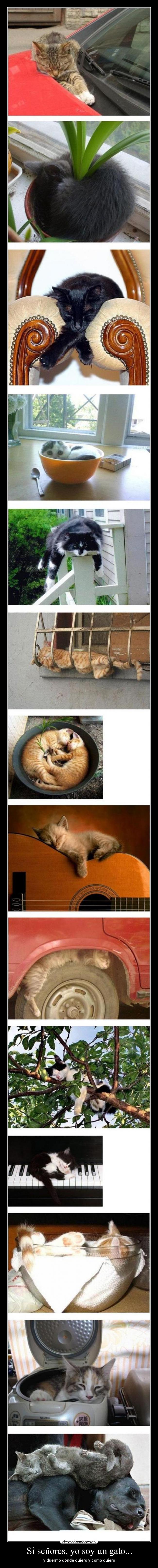 Si señores, yo soy un gato... - 