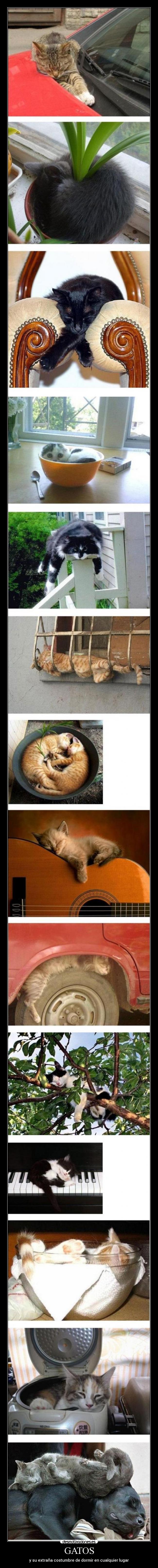 GATOS - y su extraña costumbre de dormir en cualquier lugar