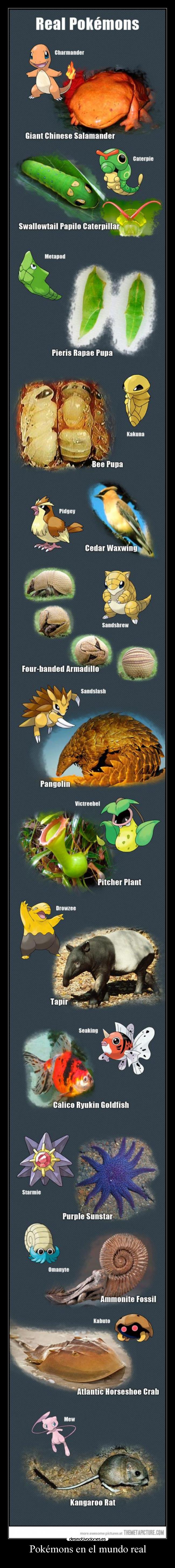 Pokémons en el mundo real - 