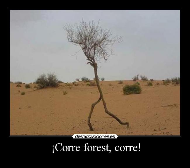 ¡Corre forest, corre! -