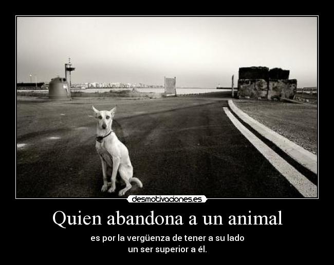 Quien abandona a un animal -