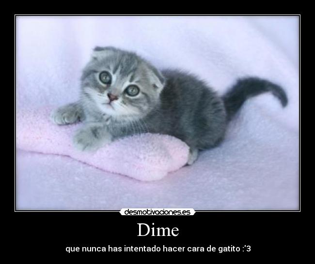 Dime - que nunca has intentado hacer cara de gatito :3