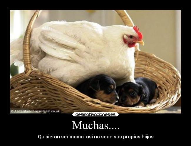 Muchas.... - 
