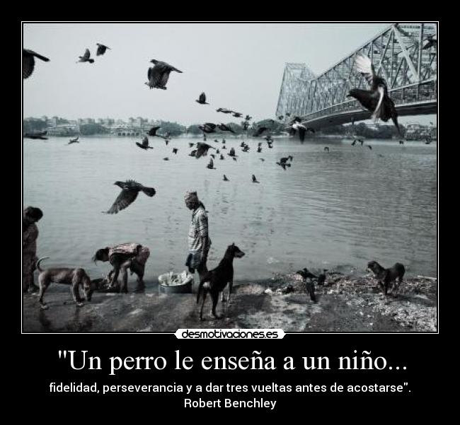 Un perro le enseña a un niño... - fidelidad, perseverancia y a dar tres vueltas antes de acostarse.
Robert Benchley
